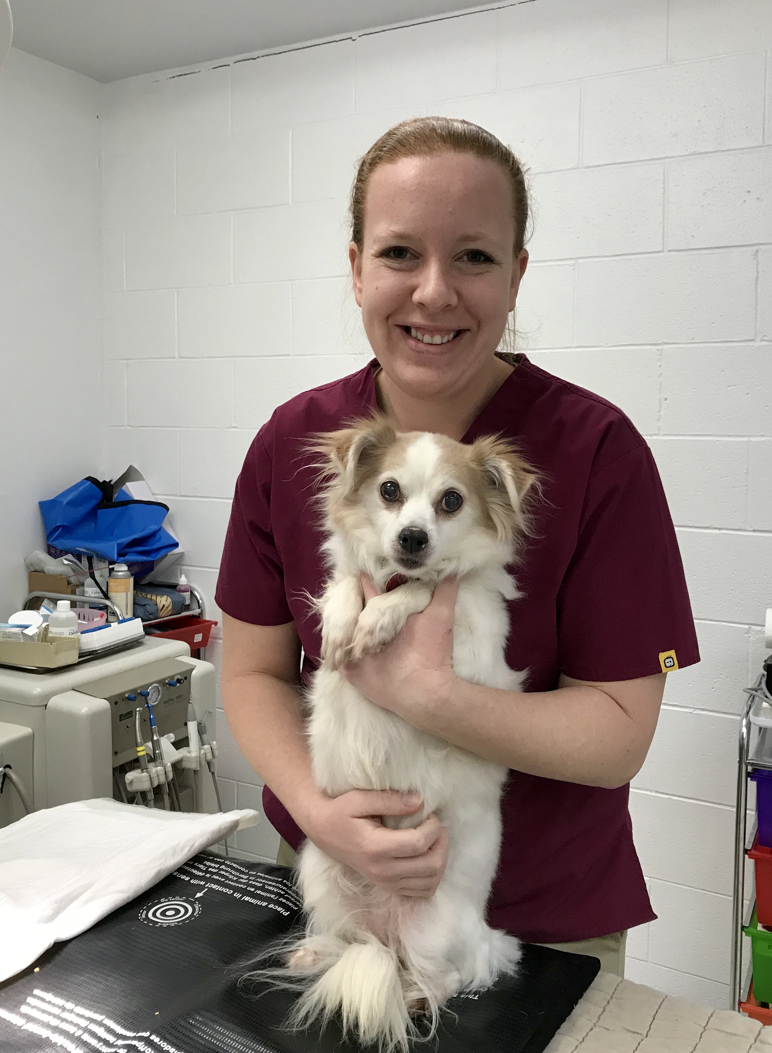 Animal Medical Center & Michigan State College of Veterinary Medicine Help UPAWS Pets Upper