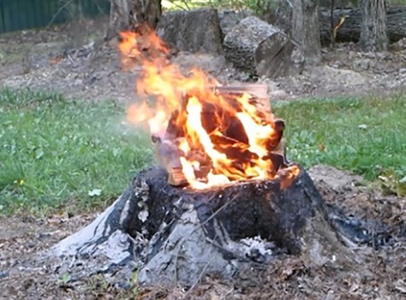 How To Stop Tree Stump From Sprouting (8 Simple Methods)