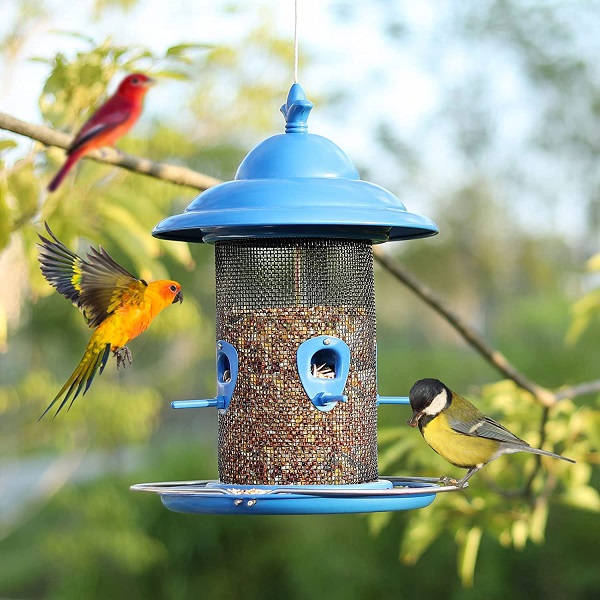 How To Get Rid of Magpies 11 Effective Ways