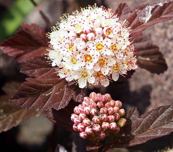 Do Deer Eat Marigolds? + (8 DeerResistant Plants)