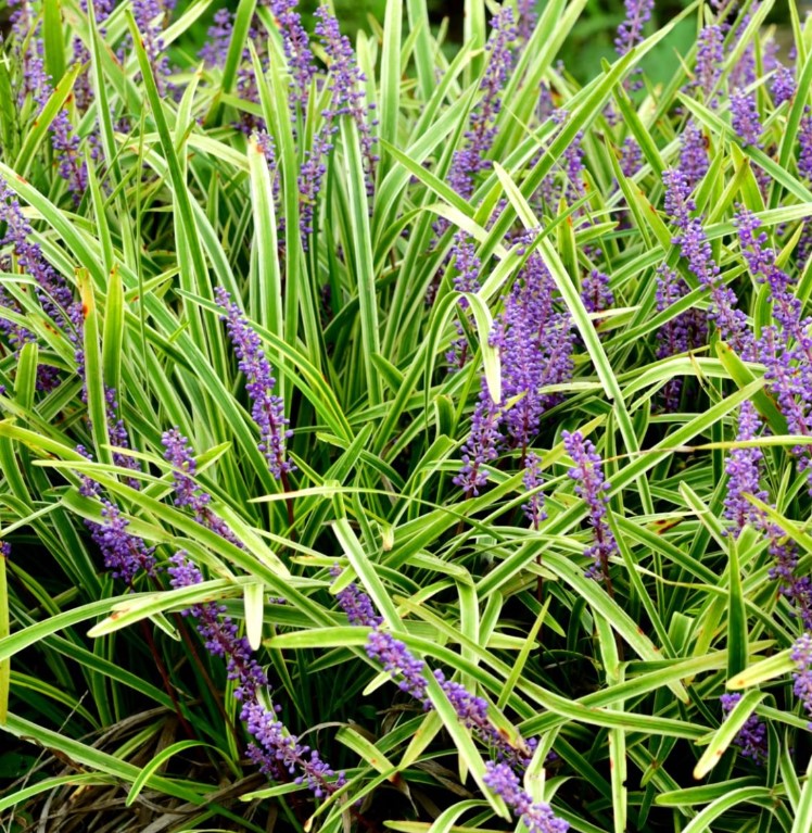 Shallow Root Perennials 5 Plants You'll Love