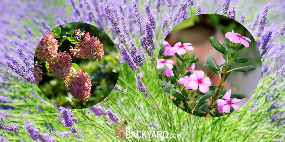 Shallow Root Perennials 5 Plants You'll Love