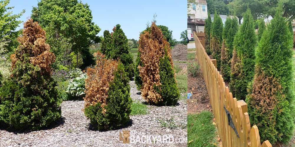 Why is my Arborvitae Turning Brown? (4 Possible Causes)