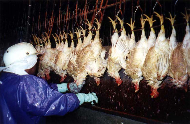 Tyson Chicken Processing