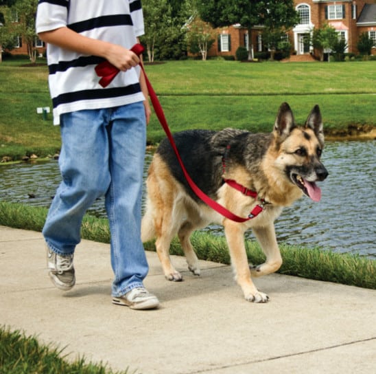 Easy Walk® Harness, No Pull Dog Harness UPCO Pet Supplies