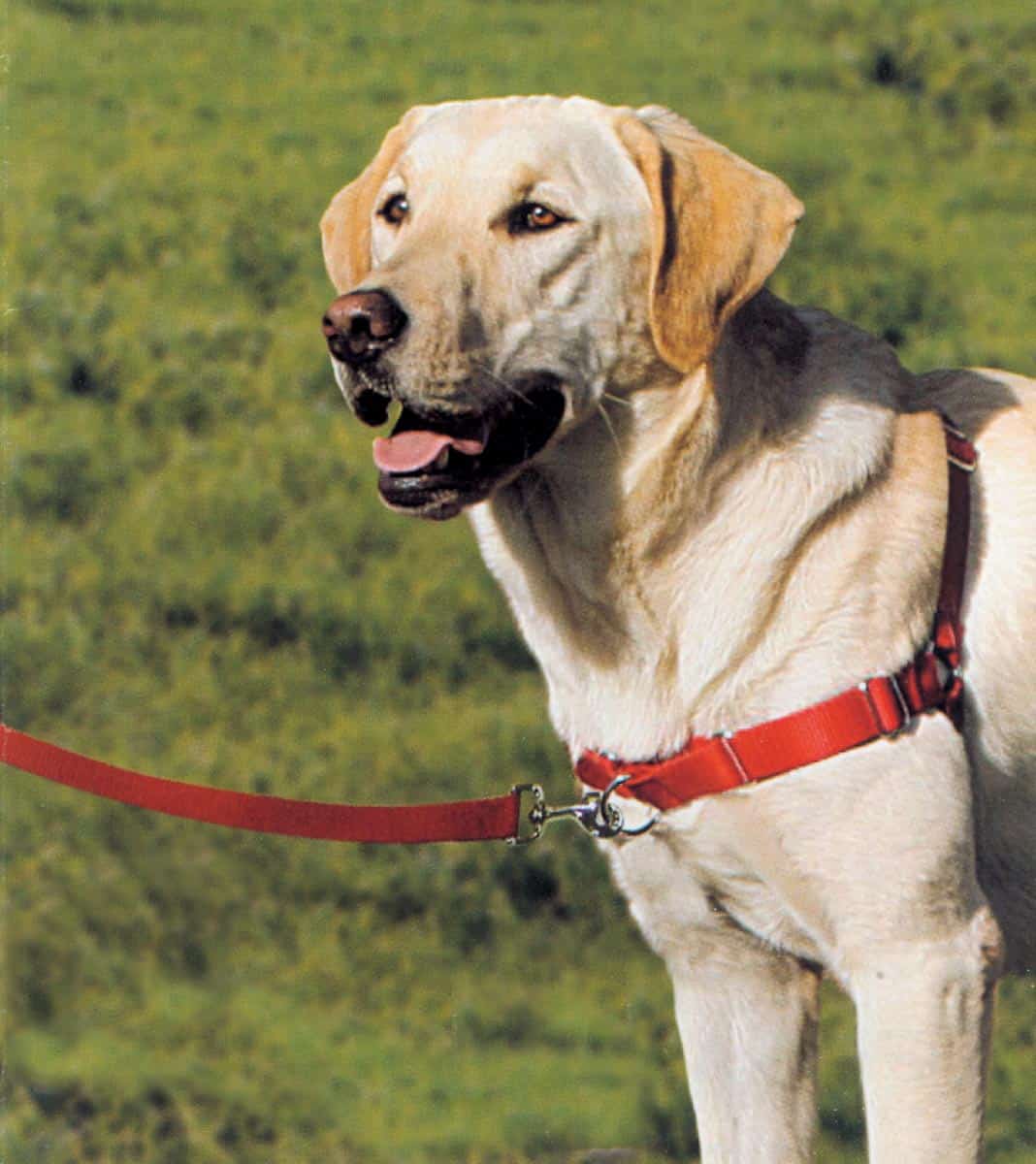 Gentle Leader Easy Walk Harness Size Chart