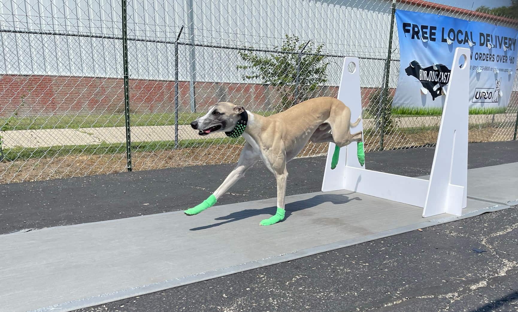 What is Flyball for Dogs? UPCO Pet Supplies BLOG