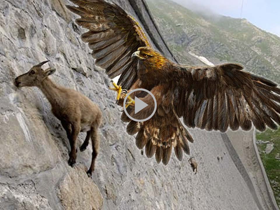 Watch the skills of Eagle to catch Mountain goat, viral video