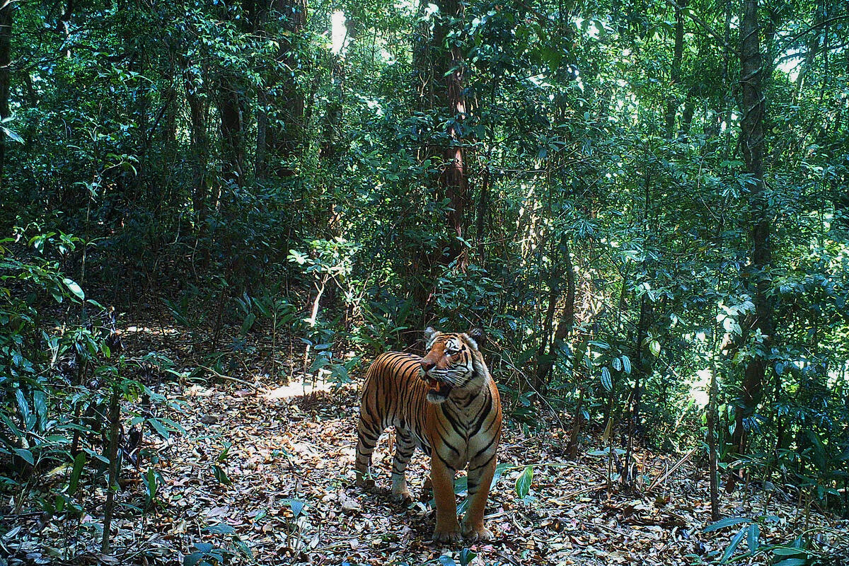 5 ways Southeast Asia can recover tigers