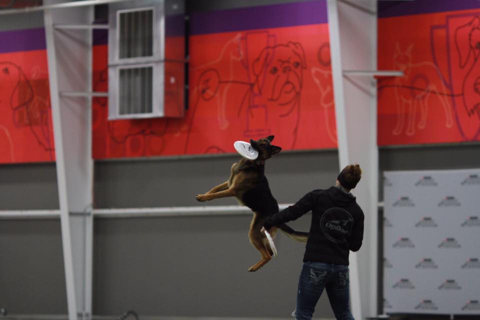 Edison, New Jersey Dog Sport Competition For Everyone