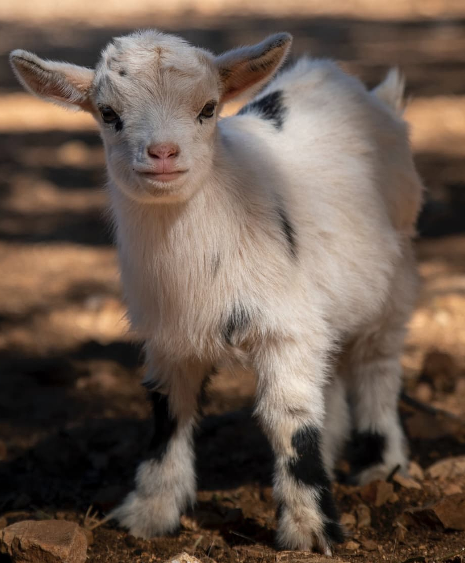 WHY DO WE SAY, ‘TREAT SOMEONE WITH KID GLOVES’? Know Your English