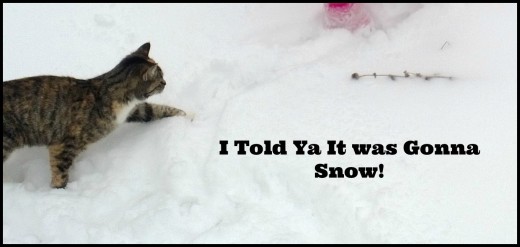 Can Cats Predict the Weather? U Penn Social Book