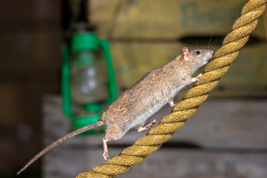 How To DIY Rat Pest Control Natural Methods For The Home