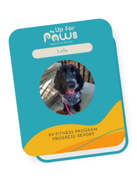 Curriculum Up For Paws