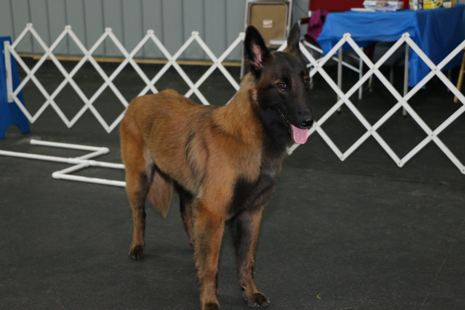 Dog Obedience Training Up Front Obedience School and Dog Center New Jersey