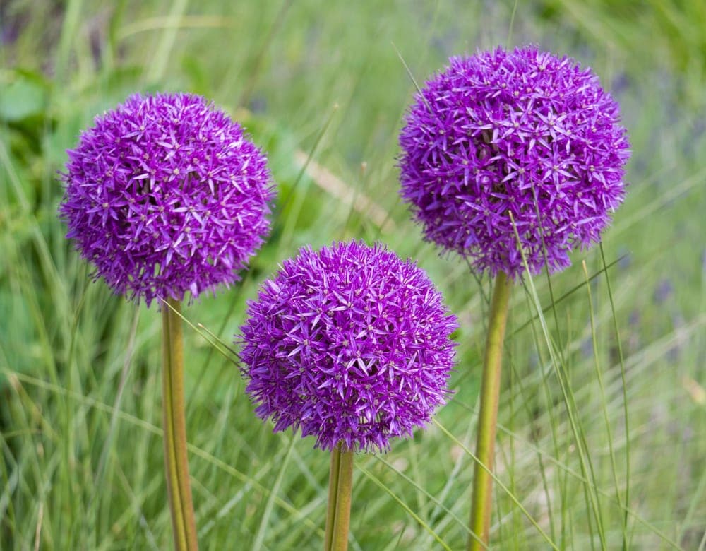 The UK's 7 Best Plants With Purple Flowers UpGardener™