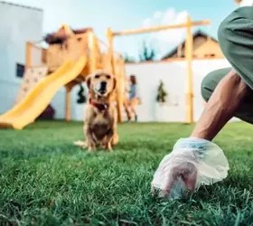 How To Get Rid Of Hookworms In Your Yard (Do This Now!) Upgraded Home