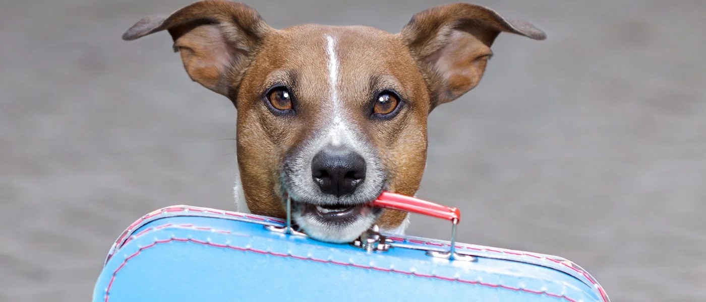 Ultimate Guide to Traveling with Pets on Trains [within the U.S.]