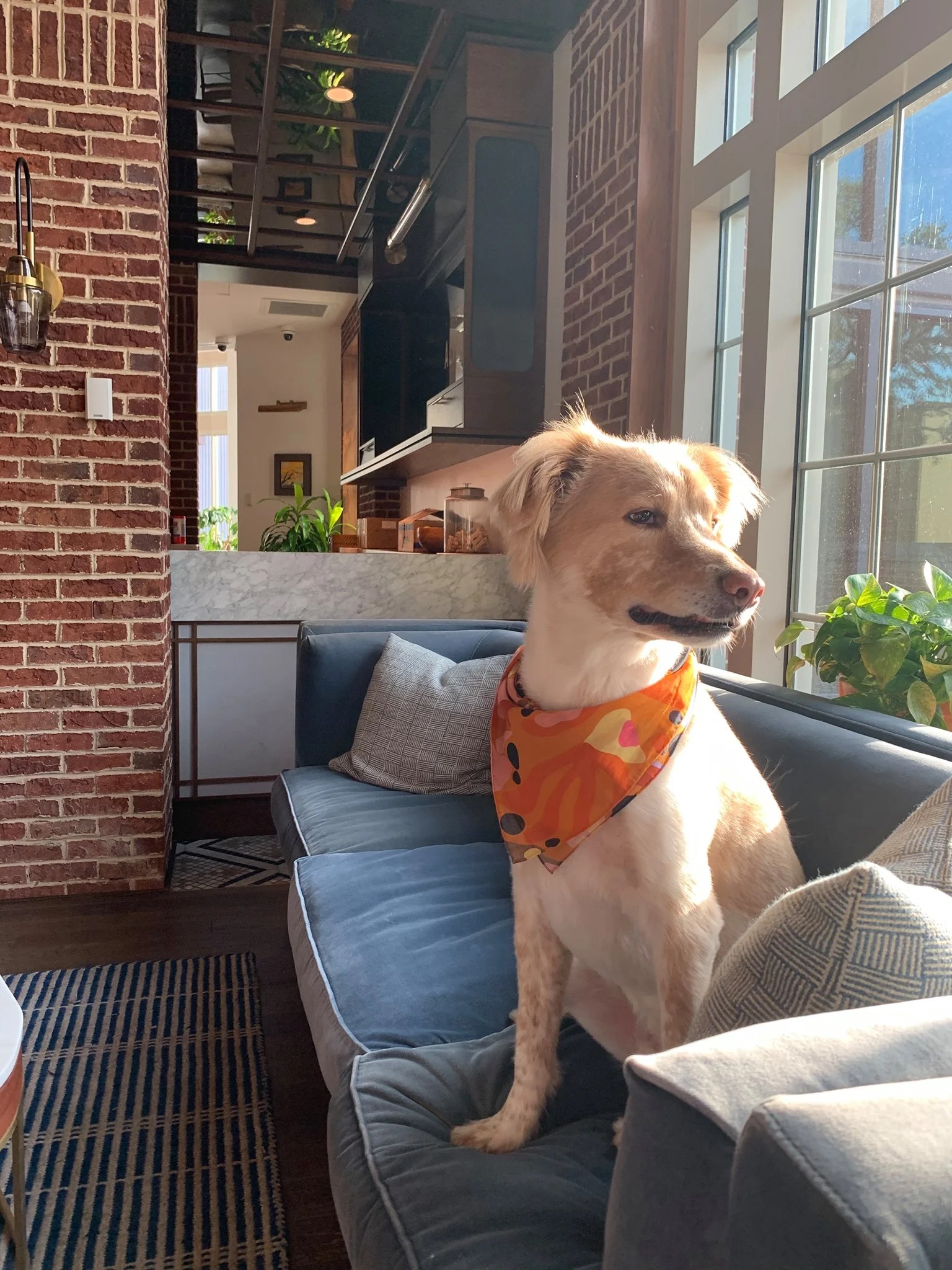 List of PetFriendly Marriott Brands in 2021 [Policies, Sizes]