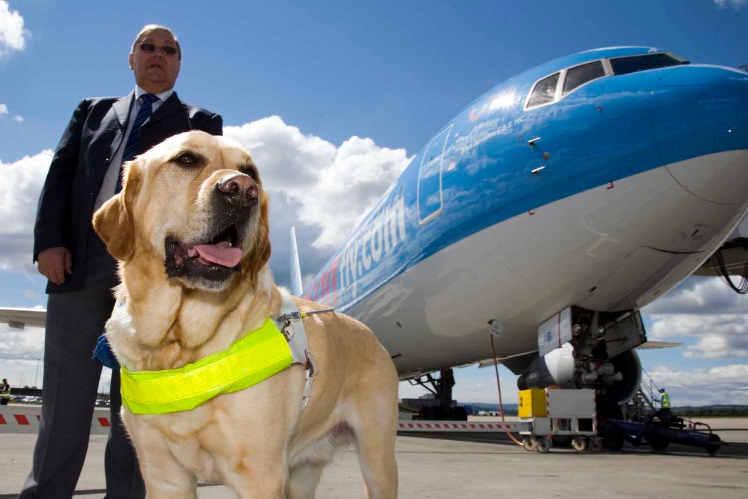 Ultimate Guide to Service Dogs on Planes [2022 Airline Rules]