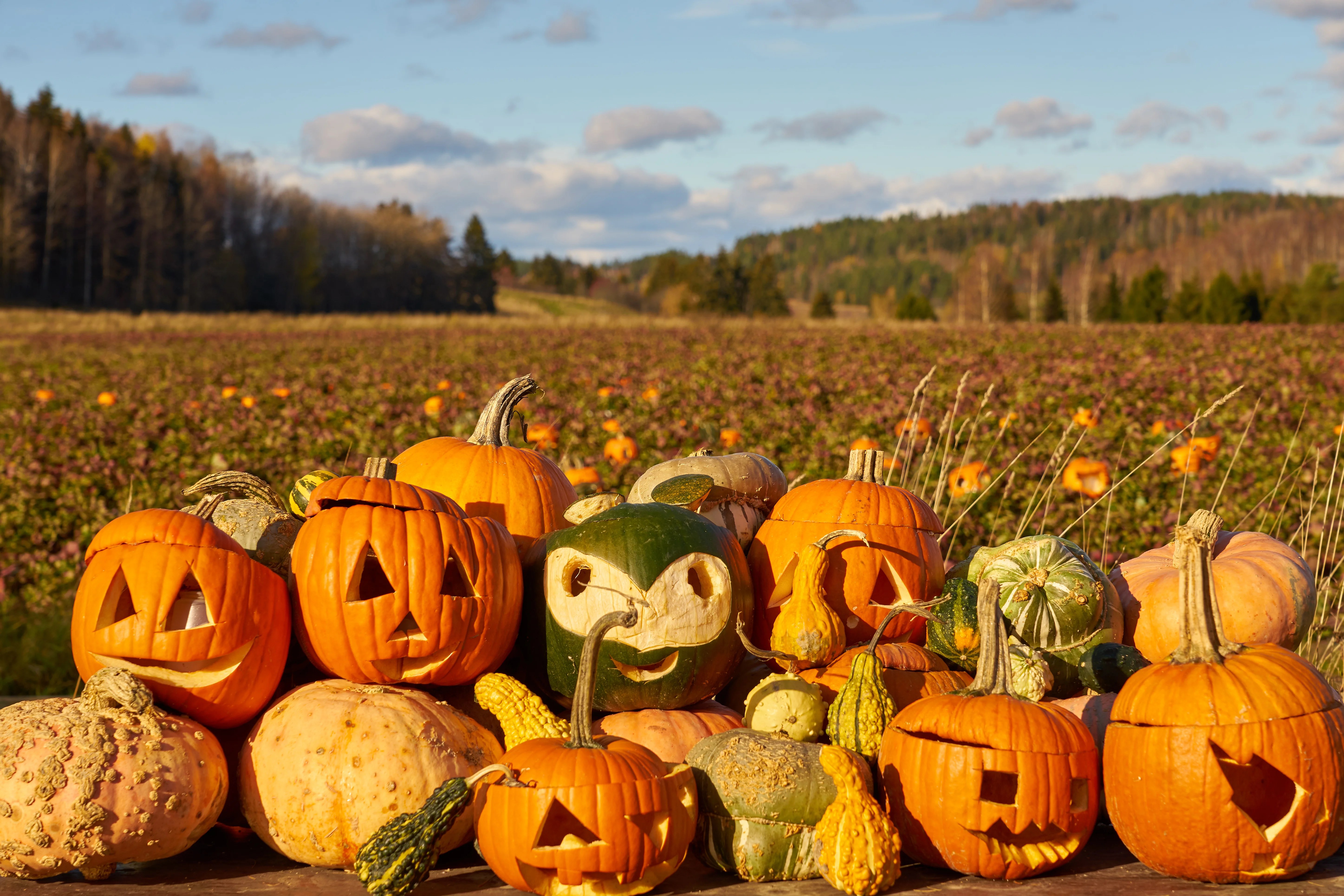 The 10 Best Pumpkin Patches for Fall Fun [2023]