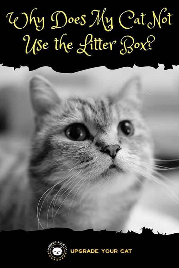 Why Does My Cat Not Use the Litter Box?