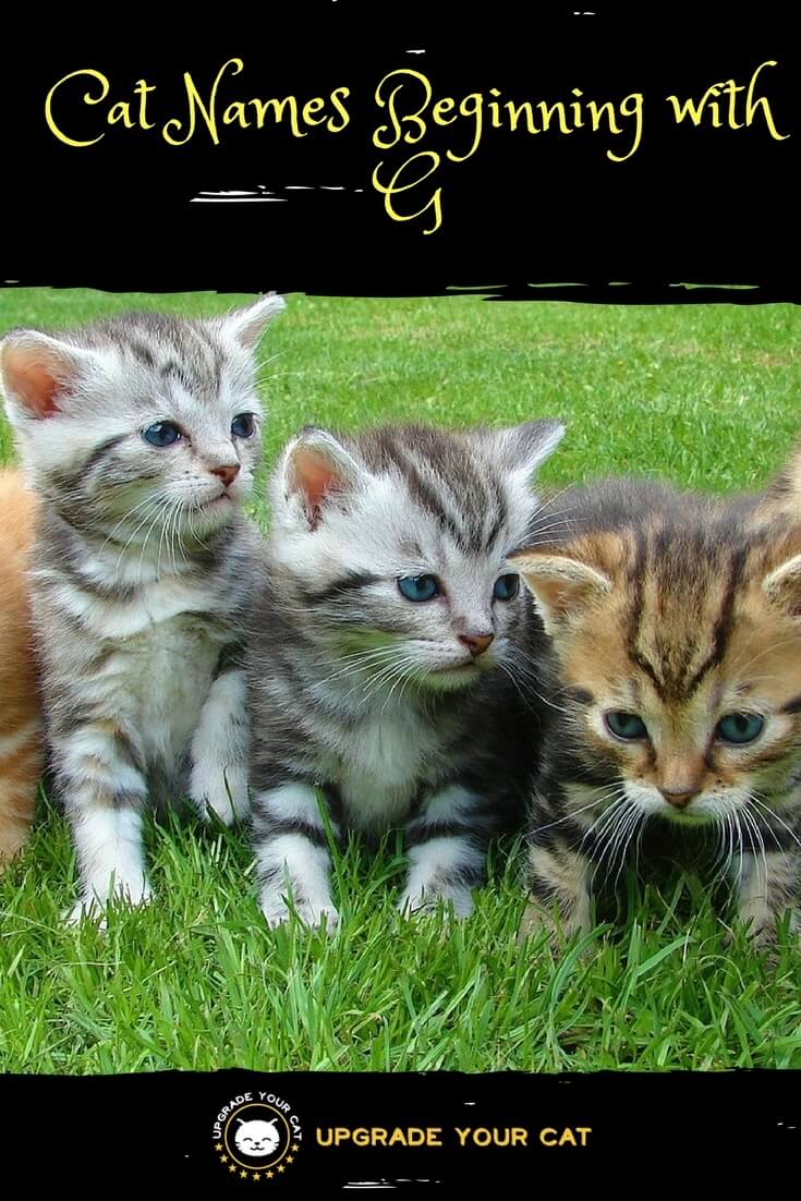 Cat Names Beginning with G Upgrade Your Cat