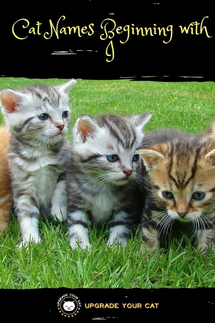 Cat Names Beginning with I Upgrade Your Cat
