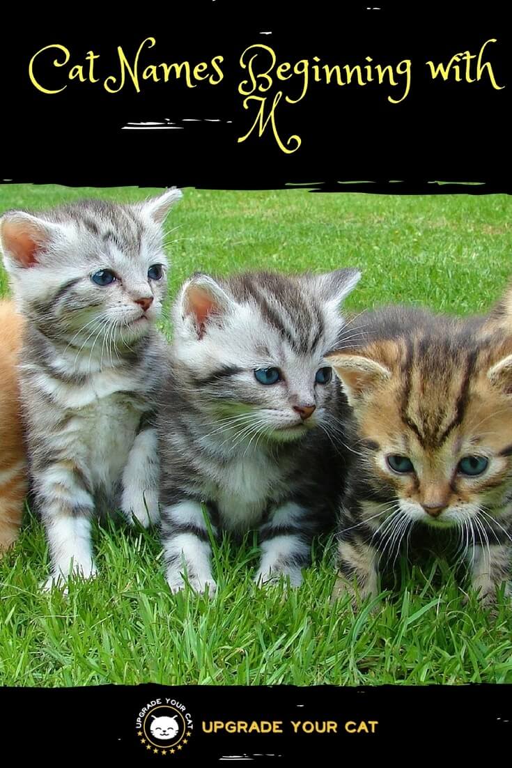 Cat Names Beginning with M