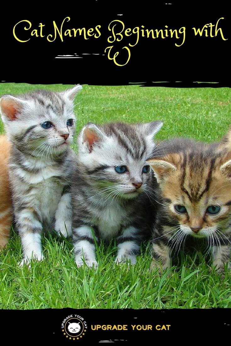 Cat Names Beginning with W Upgrade Your Cat