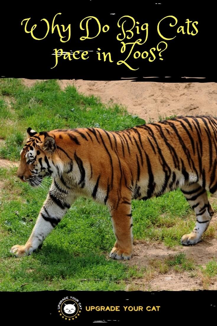Why Do Big Cats pace in Zoos? Upgrade Your Cat
