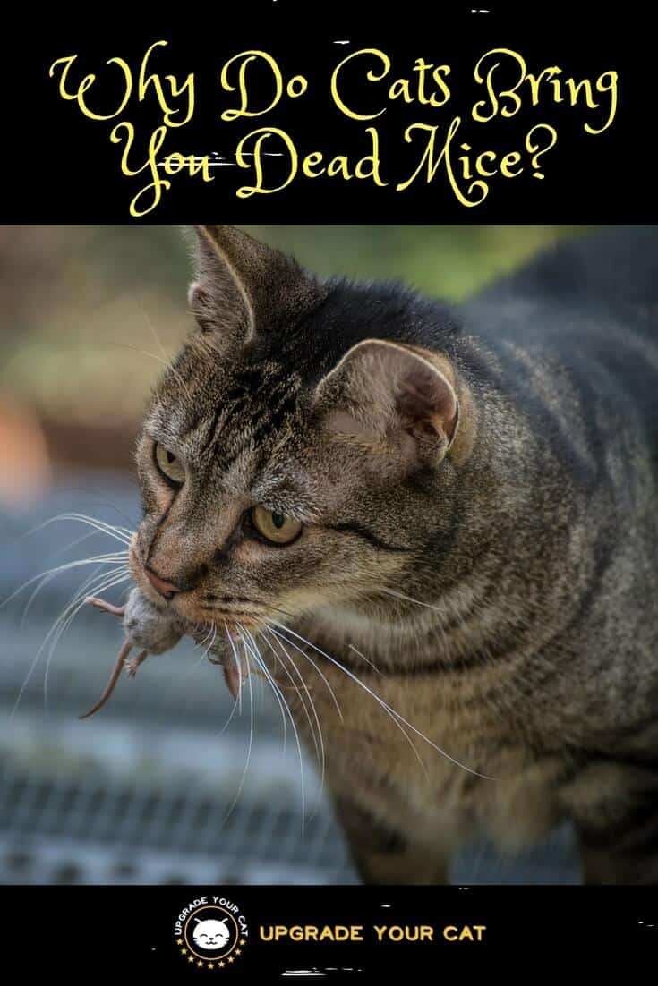Why Do Cats Bring You Dead Mice?