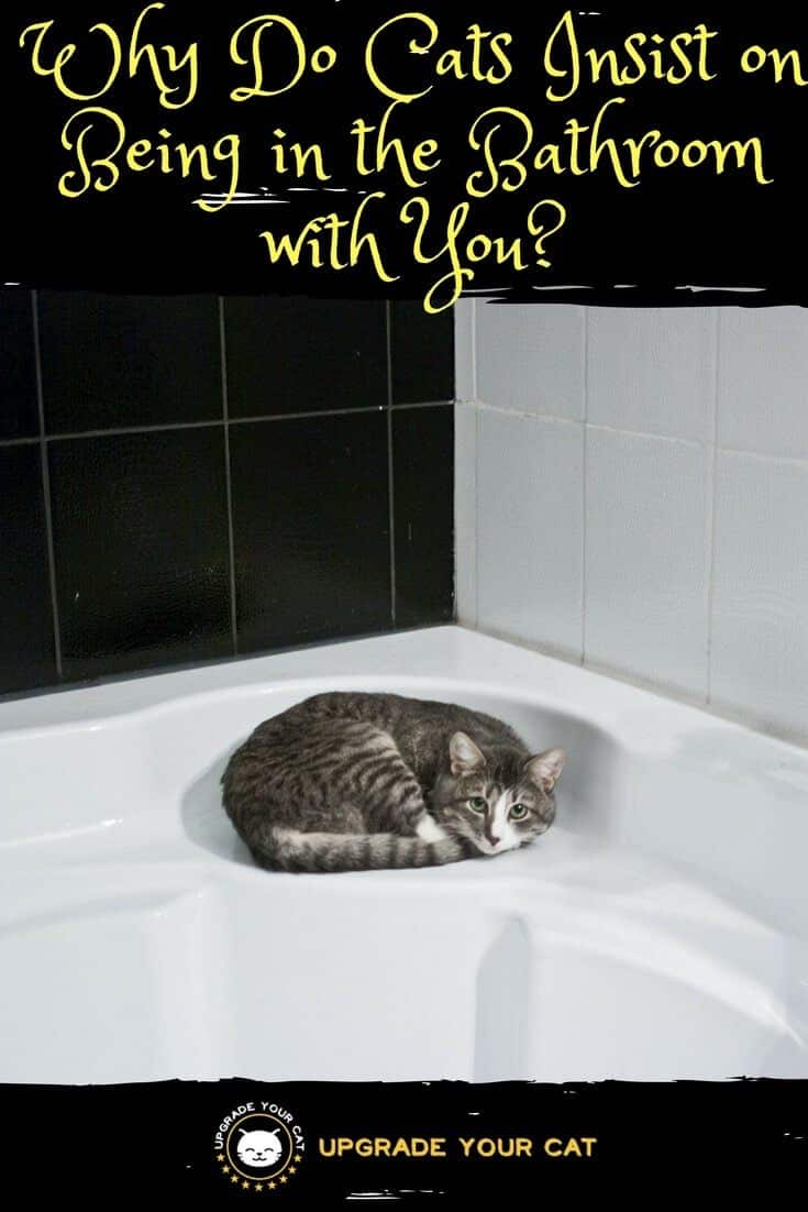 Why Do Cats Insist on Being in the Bathroom with You? Upgrade Your Cat