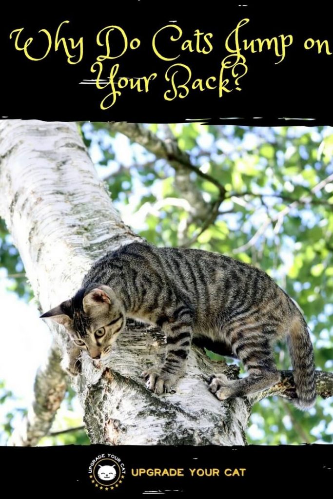 Why Do Cats Jump on Your Back?