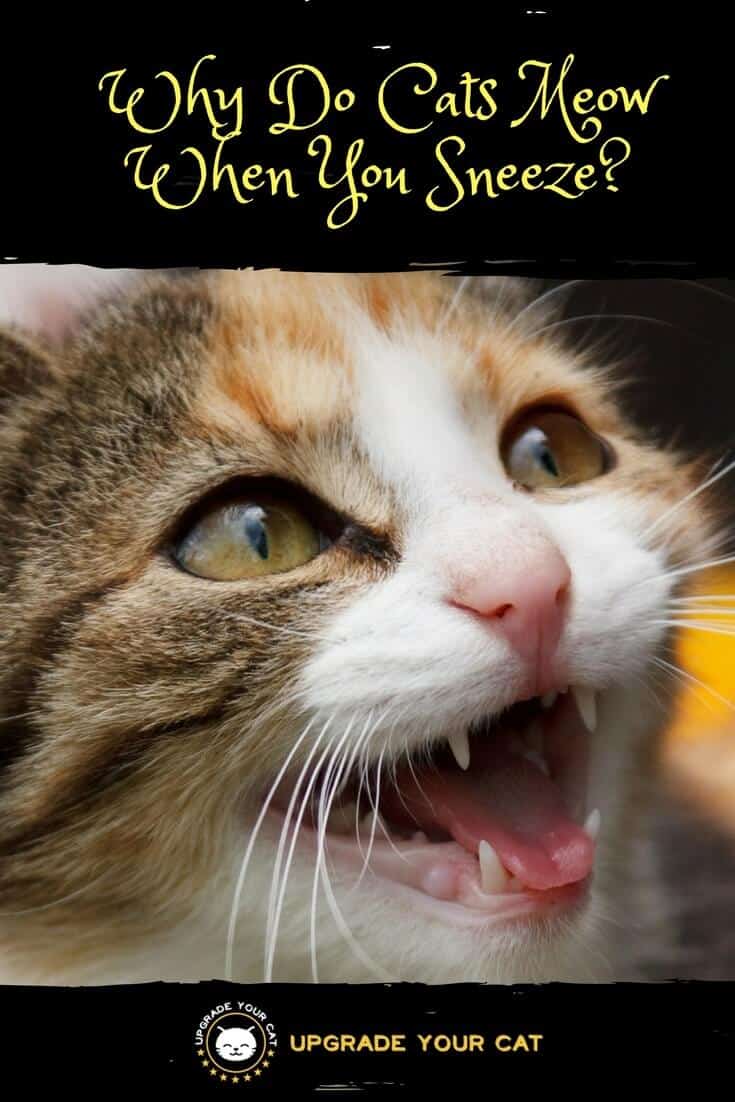 Why Do Cats Meow When You Sneeze?