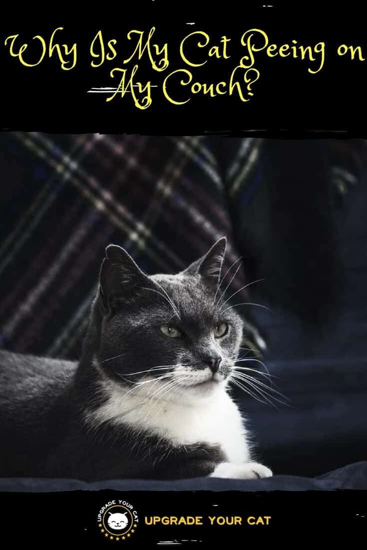 Why Is My Cat Peeing on My Couch? (Here's Why and How to Stop It!)