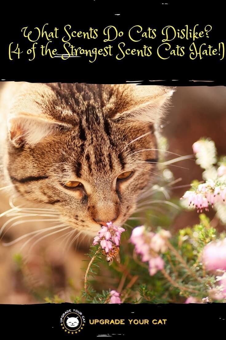 What Scents Do Cats Dislike? (4 Scents That Repel Cats