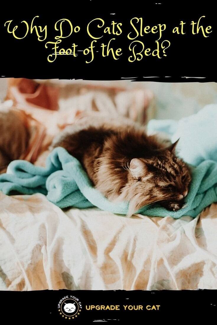 Why Do Cats Sleep at the Foot of the Bed?