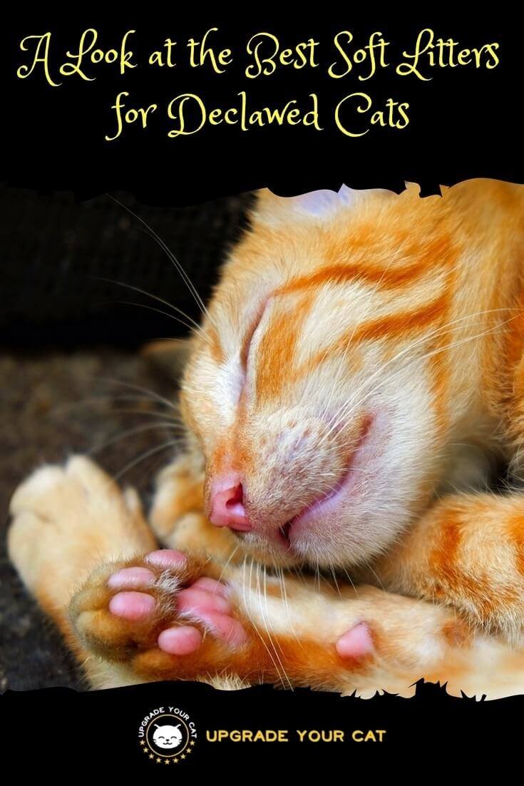 Can Cats Use Regular Litter After Declaw at William Licata blog