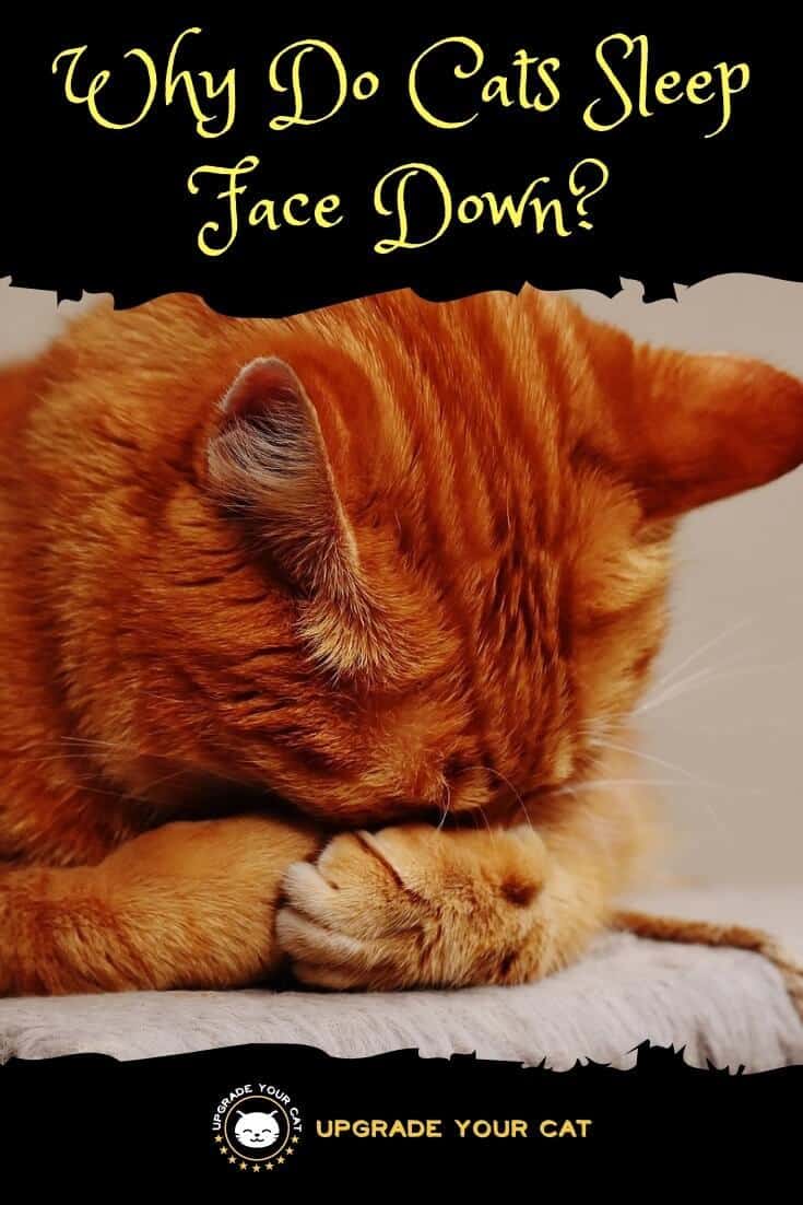 Why Do Cats Sleep Face Down? (It's More Than Just a Coincidence