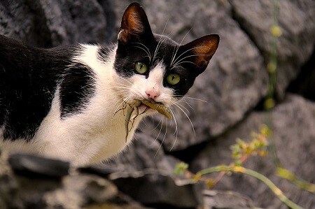 Are Skinks Poisonous To Cats? (No, Here's Why) - Upgrade Your Cat