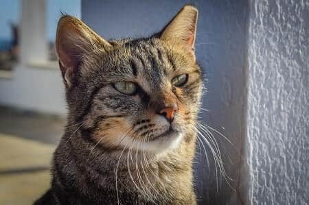 Feral cats are solitary nocturnal, placental mammals that look pretty much like feral cats are carnivores, meaning they only consume animal matter. What Does It Mean When a Stray Cat Follows You? - Upgrade ...
