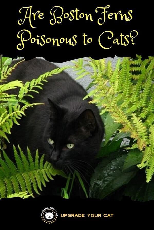 Are Boston Ferns Poisonous to Cats? (Nope!) Upgrade Your Cat