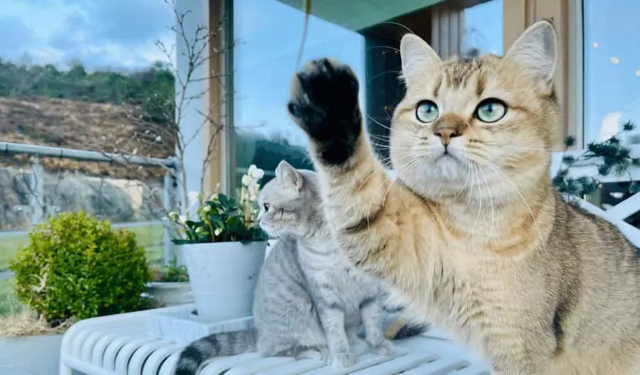 Why Do Cats Put Their Paws on Your Face? 10 Reasons
