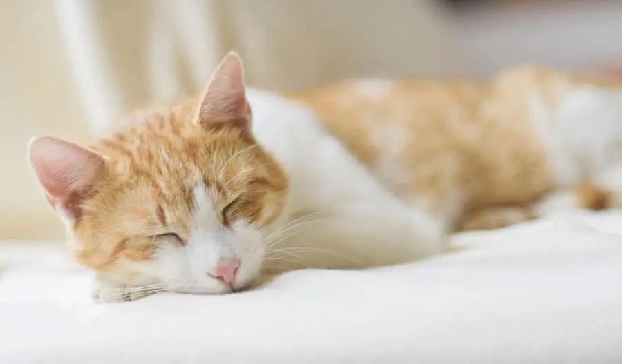 7 Reasons Why do cats sleep on their face? Is It Good or Bad