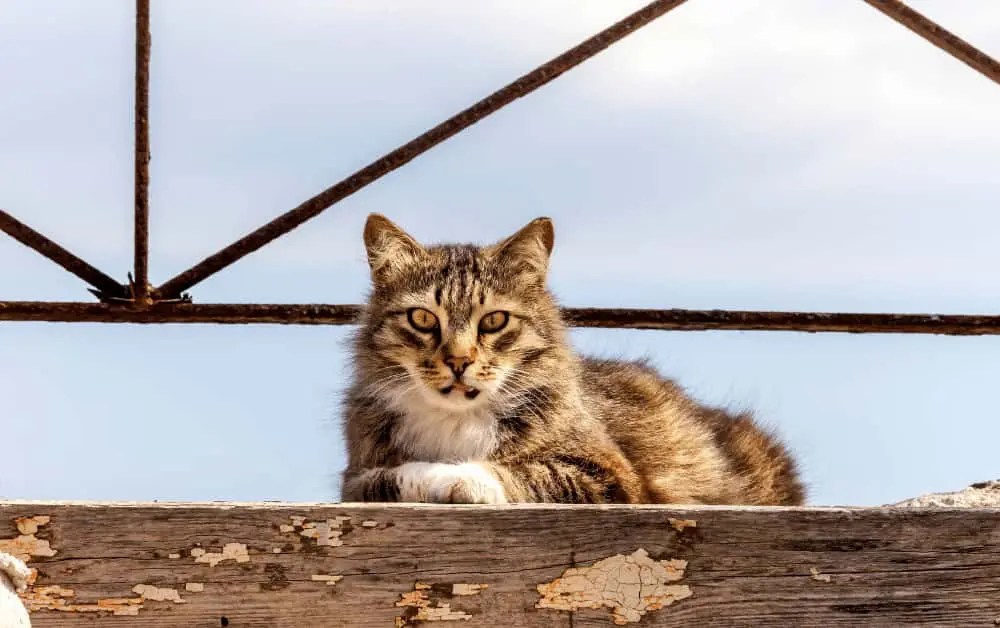 What Do Stray Cats Like To Eat? 10 Safe Feral Foods