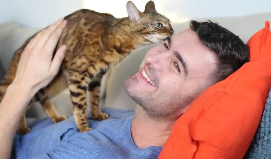 Why do cats smell your Breath 7 Tips to Stop