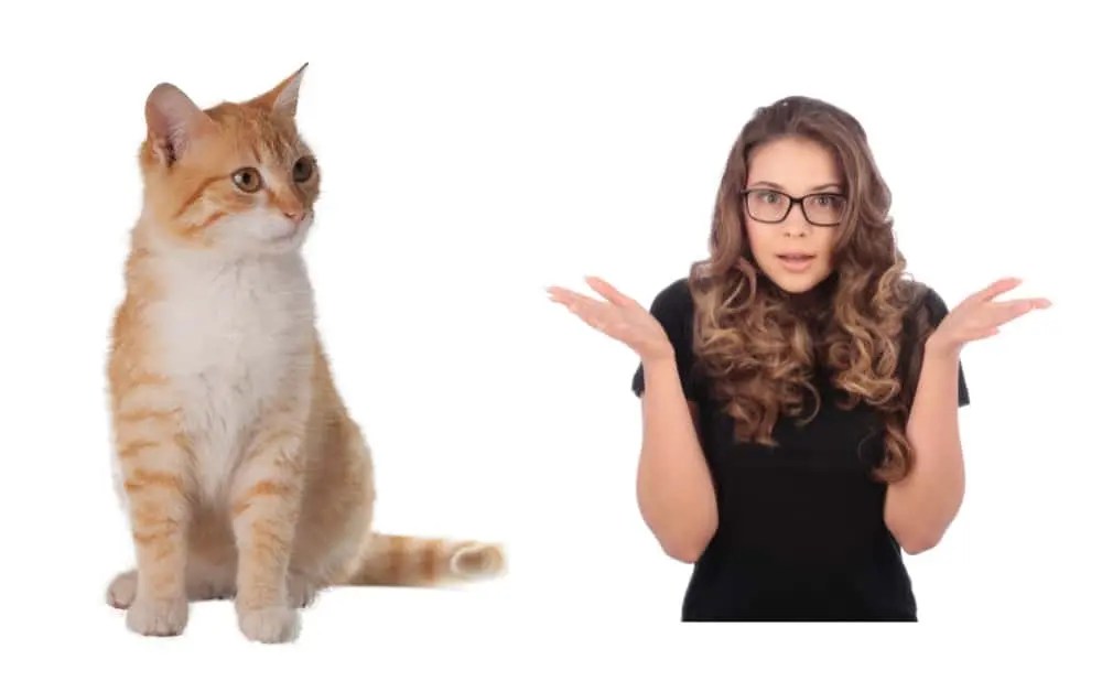 Why Do Cats Get Hiccups 5 Proven Treatment Tips