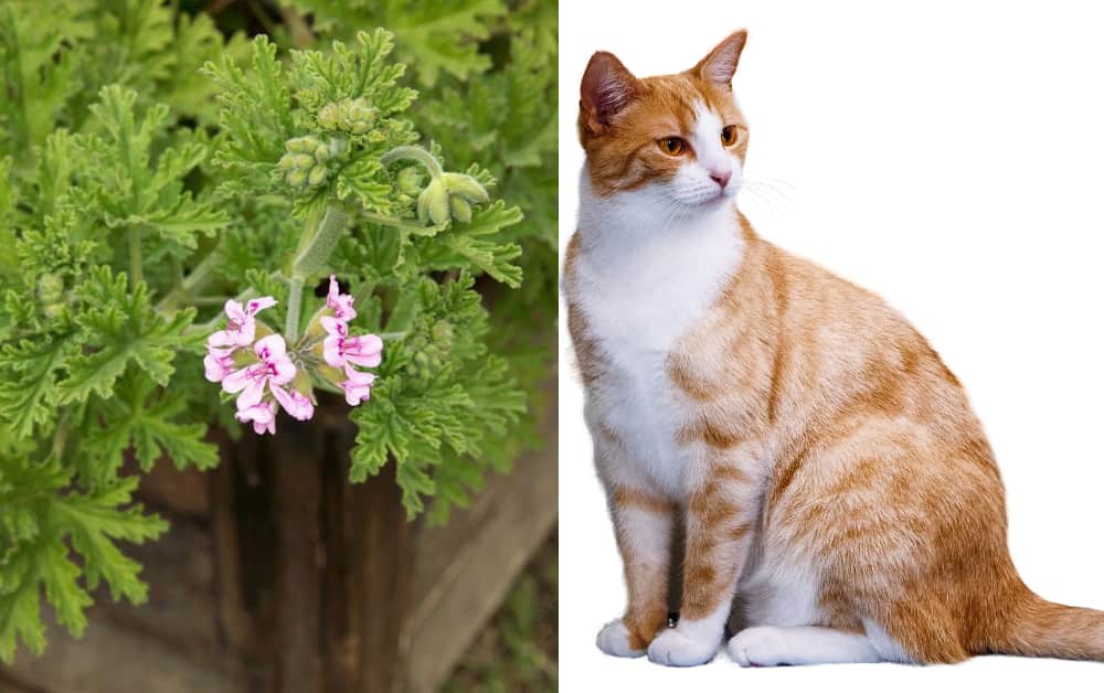 Is Citronella Plant Safe For Cats? [9 Dangers]