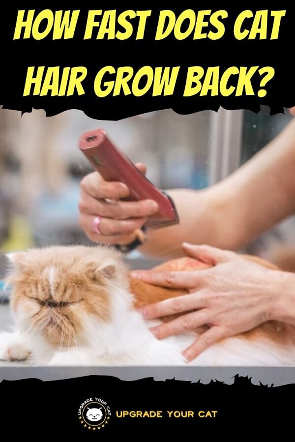 How Fast Does Cat Hair Grow Back? (What To Expect)